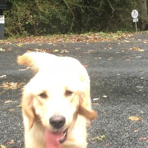 Meet your Posher, Jessie